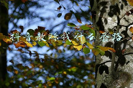 看小说赚钱什么套路(给大家分享看小说赚钱的小秘籍)