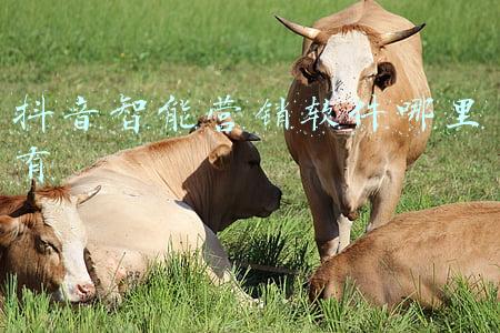 抖音智能营销软件哪里有