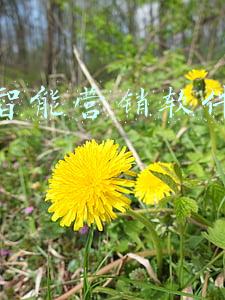 抖音智能营销软件哪里有