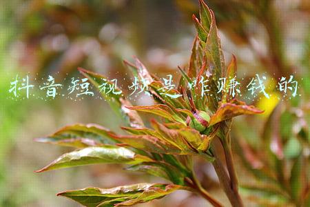 抖音短视频是哪家公司的(西瓜视频、抖音、头条、都是哪个公司的你知道吗？带你揭秘)