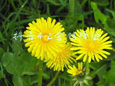 抖音4.2营销峰会