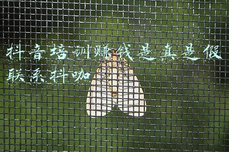抖音培训赚钱是真是假联系抖咖