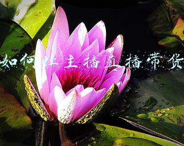如何让主播帮忙带货(怎么找“主播带货”才不亏？)