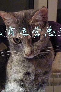 跨境运营总监(外贸增长潜力不断释放)