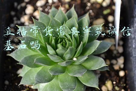 直播带货需要牢筑诚信基石吗