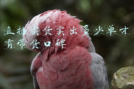 抖音带货口碑(抖音带货口碑分问题分析及提升方法，涉及商务、中控、客服)