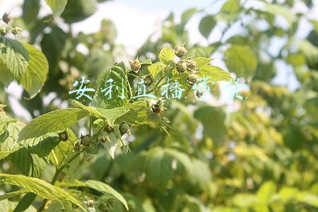 安利直播带货 安利直播带货