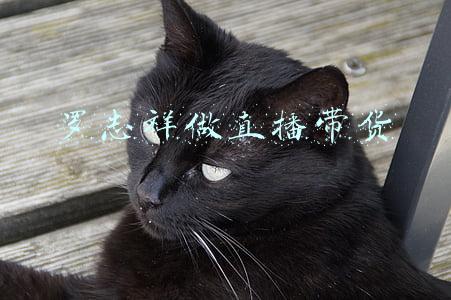 罗永浩直播带货做自己难在哪(罗永浩带货“花点时间”再翻车，供应链管理有多难？)