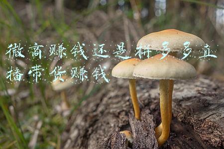 怎么做拼多多带货主播(如何做好拼多多直播)