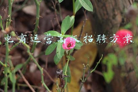 电商经理招聘(提供73个岗位，招聘246人！这场线上招聘会等你来)
