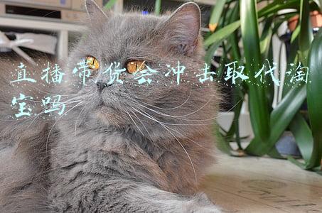 直播带货会冲击取代淘宝吗