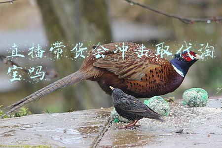 直播带货为什么会兴起(直播带货，为何如此火爆？)