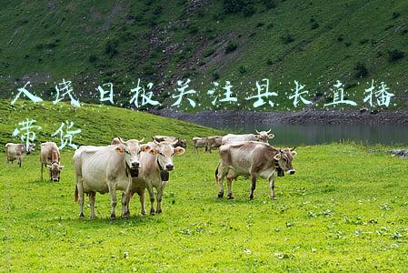 人民日报少年网(春风化雨润心田)