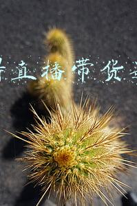 为什么直播带货这么火(直播带货为什么会火？还能火多久？)