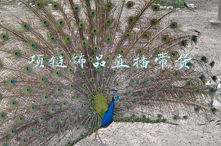 项链饰品直播带货 项链饰品直播带货
