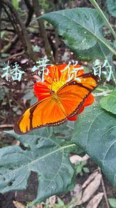 传播学视角下的直播带货(重新理解直播带货)