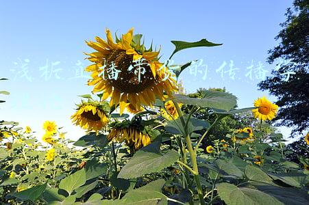 新闻传播学理论(全媒体时代主持传播的理论探索)