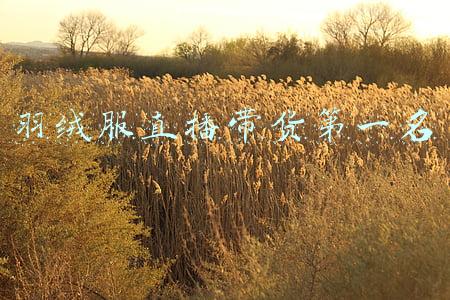 直播羽绒服怎么那么便宜(直播平台羽绒服抽检8成不达标 消保委：涉嫌欺诈消费者)