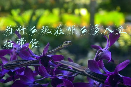 为什么现在那么多人直播带货