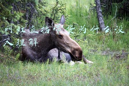 你如何看待网红直播带货(如何看待直播带货？)