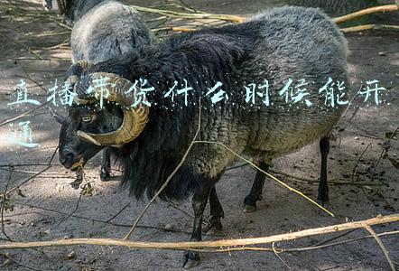 网络直播带货什么时候开始的(直播带货还能“香”多久？2021年能从野蛮生长回归理性吗？)