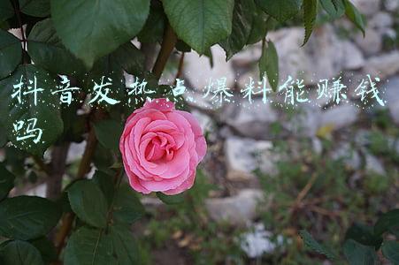 发视频到抖音上热门可以赚钱吗(抖音热门博主，单靠红包封面月入147万！商家如何快速圈钱？)