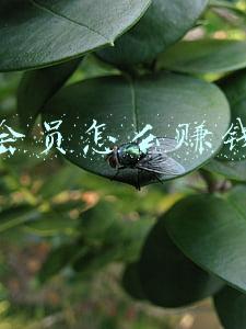 抖音会员怎么开通(抖音购物掉了大坑！被“自动”开通“黄金会员”，损失10000元！)