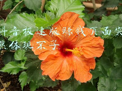 抖音极速版赚钱提现到支付宝没到账(抖音极速版长期多次提现不成功。)