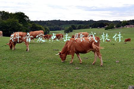 点击广告赚钱软件(那些广告里面推广的赚钱游戏)