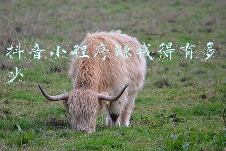 抖音小程序赚钱得有多少