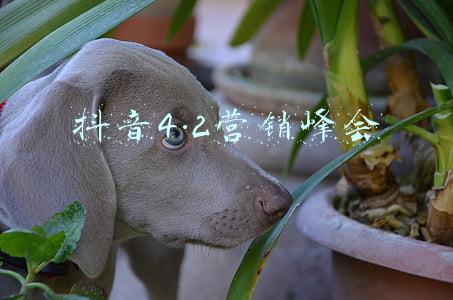 抖音4.2营销峰会