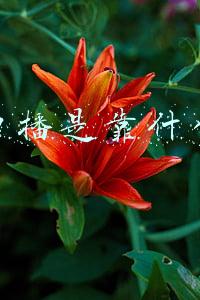 抖音口播是靠什么赚钱