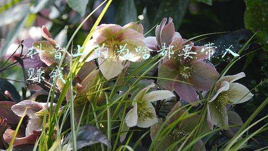 抖音上的为啥都要带人赚钱