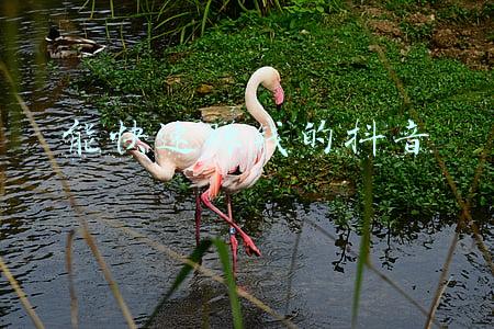 抖音怎样赚钱快(快速赚钱的7种方法，总有一种是符合你的)