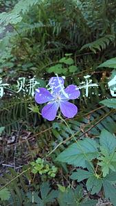 ios超级签名平台(苹果超级签名有什么作用)