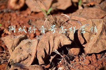 抖音同城相亲号怎么做(一文详解：同城相亲号里面的“万亿婚恋生意经”)
