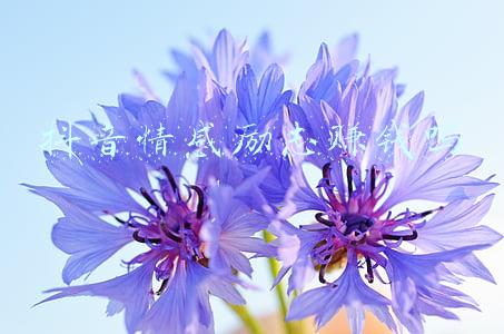 抖音情感励志赚钱吗