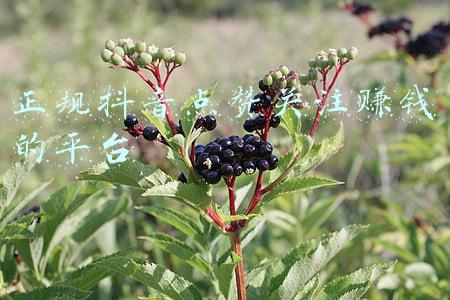 抖音点赞关注接单平台(抖音点赞看直播有钱赚是真的吗？)