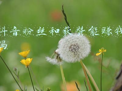 抖音粉丝和获赞能赚钱吗