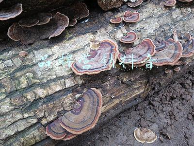 品牌营销中心(数字化营销时代，中国跨境出海企业如何在海外市场打造品牌)