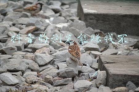 抖音浏览量怎么赚钱怎么提现(兔牙网为您总结：抖音变现的六种方法)