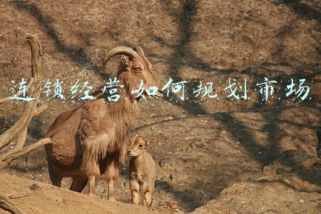 连锁经营如何规划市场_连锁业如何给自己规划