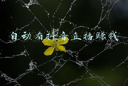 抖音直播只要有人看就能赚钱吗(亲测抖音看直播挣钱)
