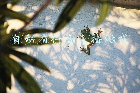 自动看抖音直播赚钱