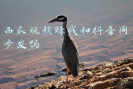 西瓜视频赚钱和抖音同步发吗