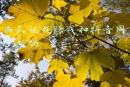 西瓜视频赚钱和抖音同步发吗