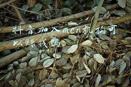 抖音加入mcn机构有什么好处(运营抖音需要加入mcn吗？加入有什么好处？)