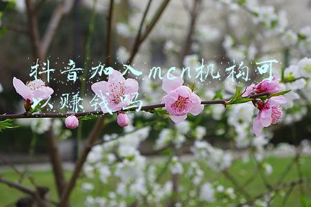 抖音怎么加入mcn机构(抖音MCN如何入驻教程)