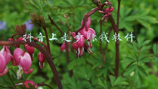 抖音上走步赚钱软件