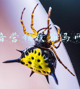 抖音营销推荐布马网络怎么样(知识直播能带货吗？樊登给出了答案)